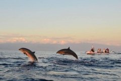 SUNRISE-DOLPHIN-TRIP